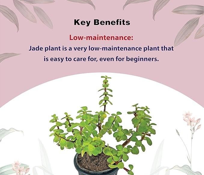 Jade Feng Shui Plant